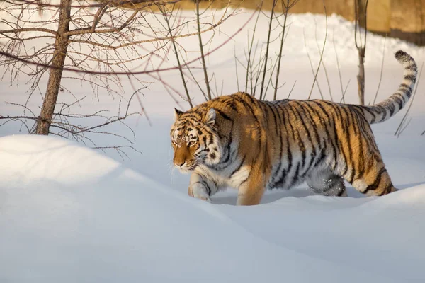 El tigre siberiano salvaje camina sobre la nieve blanca. Panthera tigris tigris . — Foto de Stock