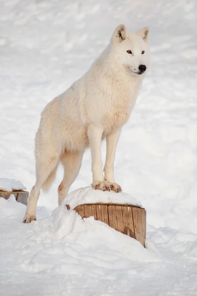 野生阿拉斯加冻土狼正在寻找它的猎物。卡尼斯狼疮弧形。极地狼或白狼. — 图库照片