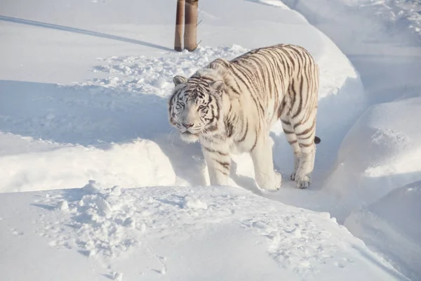 Tigre de bengala branco selvagem está olhando para a câmera . — Fotografia de Stock