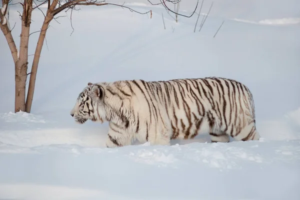 Wild white bengal tiger on a morning walk. Panthera tigris tigris. — Stock Photo, Image