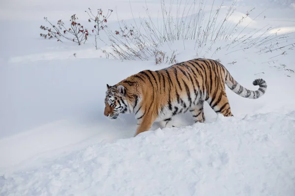 Wild siberian tiger is walking on the white snow in the park. Panthera tigris tigris. Animals in wildlife. — Stock Photo, Image
