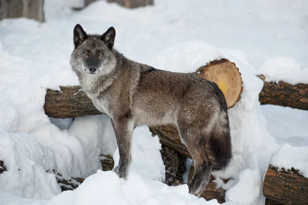 Schattige zwarte Canadese Wolf staat op een witte sneeuw. Canis Lupus pambasileus. — Stockfoto