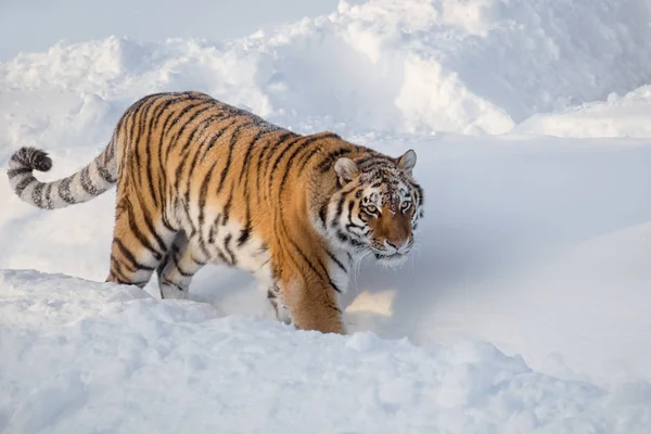 O tigre selvagem siberiano está à procura da sua presa. Panthera tigris tigris . — Fotografia de Stock