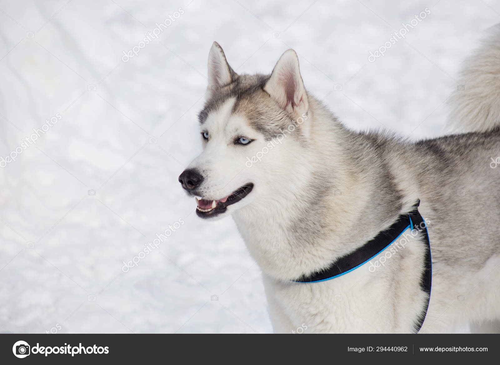 Cute Siberian Husky Is Standing On A White Snow Pet Animals Stock Photo C Sergeytikhomirov 294440962