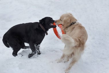 Sevimli altın retriever ve labrador retriever beyaz kar onun oyuncak ile oynuyor.