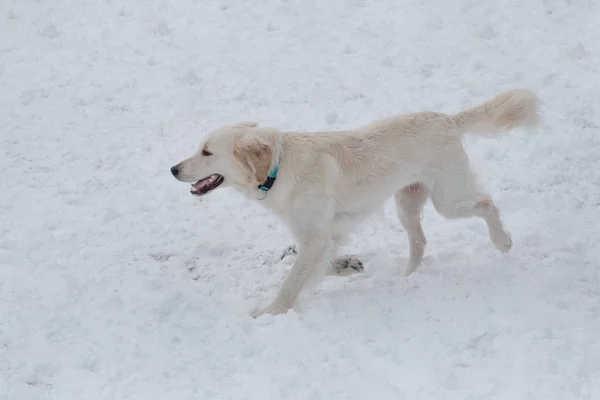 Милий золотий ретривер біжить на білому снігу. Тварини тварин . — стокове фото