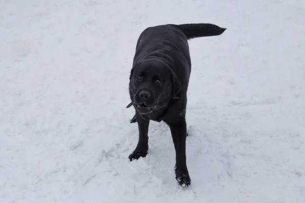 Na bílém sněhu běží rozkošný černý Labradorský extraktor. Zvířata v zájmovém chovu. — Stock fotografie