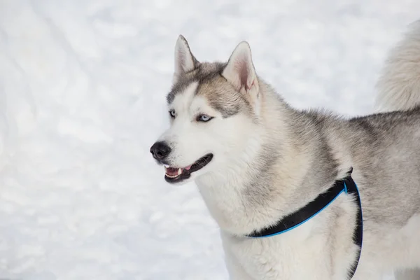 Sevimli Sibirya husky beyaz bir kar üzerinde duruyor. Evcil hayvanlar. — Stok fotoğraf