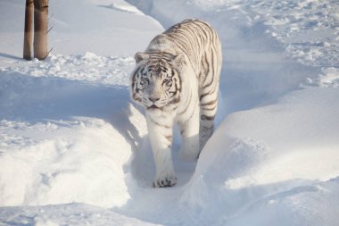 Vahşi beyaz bengal kaplanı kameraya bakıyor.
