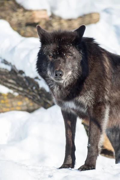 Wilde zwarte Canadese Wolf kijkt naar de camera. — Stockfoto