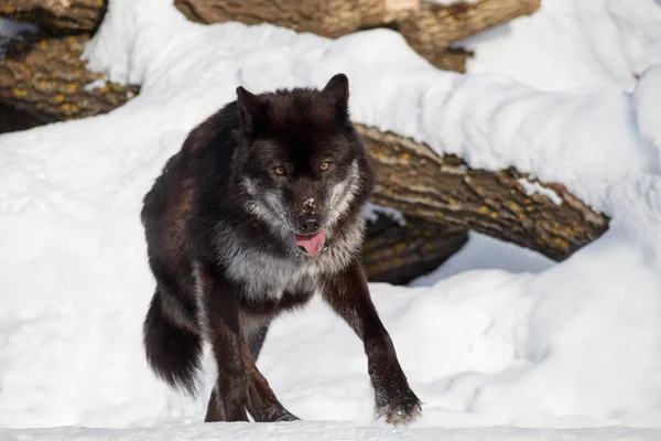Wild black canadian wolf is running on white snow. — Stock Photo, Image