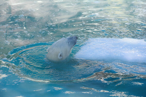 Polar bear swimming in the water. Ursus maritimus.