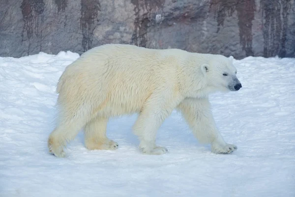 El oso polar camina sobre una nieve blanca . — Foto de Stock