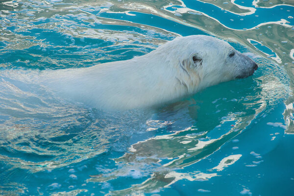 Big polar bear is swimming in the water.