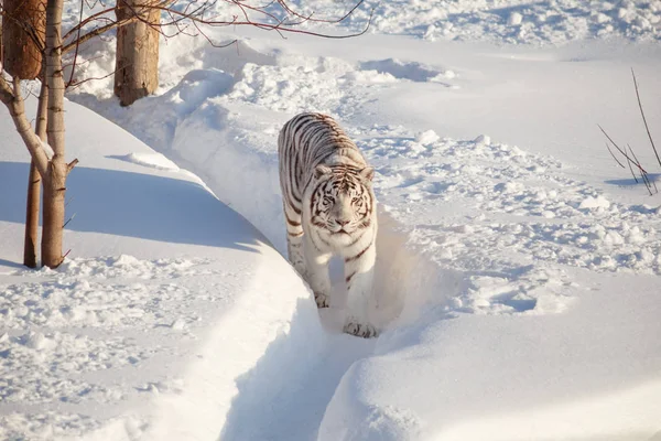 Vad fehér bengáli tigris sétál, fehér hóban. — Stock Fotó