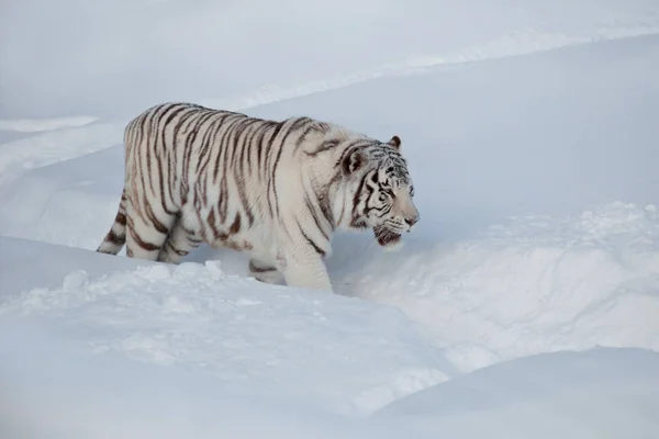 Дикий білий тигр на ранковій прогулянці . — стокове фото