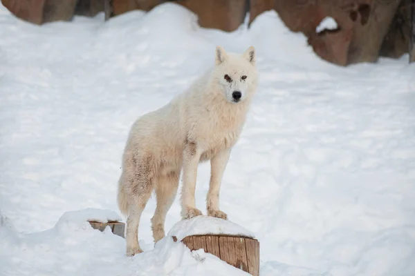 Wilde Alaskan toendra Wolf kijkt naar de camera. — Stockfoto