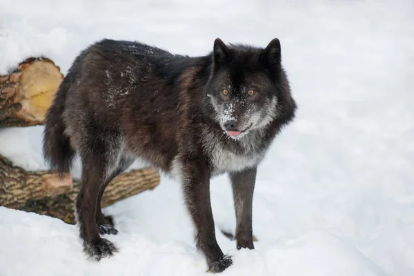 Wild black canadian wolf standing on a white snow.