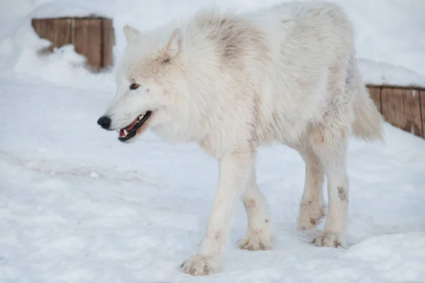 Wild Alaskan toendra Wolf is wandelen op witte sneeuw. — Stockfoto