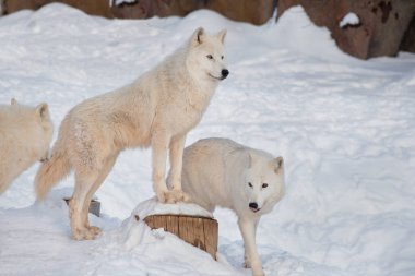 Üç vahşi alaska tundra kurt beyaz bir kar üzerinde duruyor. Canis lupus arctos. Kutup kurdu veya beyaz kurt.
