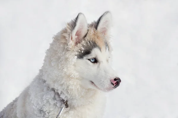 Carino siberiano husky cucciolo è seduto su una neve bianca. Ha tre mesi. Animali da compagnia . — Foto Stock