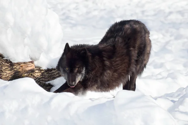 Wilde zwarte Canadese wolf staat op een witte sneeuw. Canis lupus pambasileus. — Stockfoto