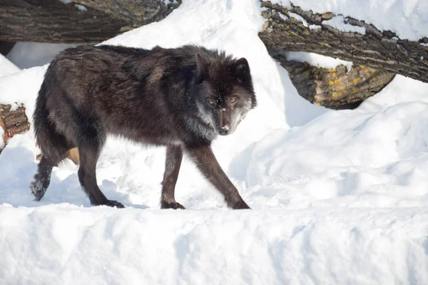 Siyah Kanadalı kurt kameraya bakıyor. Canis lupus pambasileus.