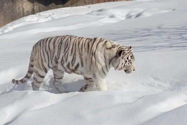 Wild white bengal tiger on a morning walk. Panthera tigris tigris.