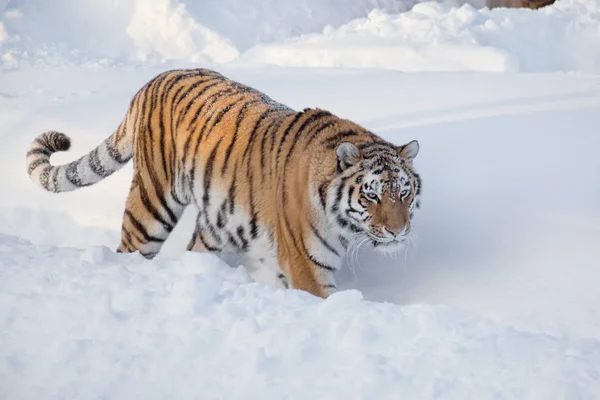 Tigre siberiano selvagem está andando sobre uma neve branca. Panthera tigris tigris. Animais na vida selvagem . — Fotografia de Stock