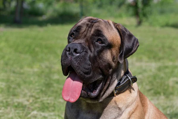 Bonito cachorro bullmastiff está sentado em um prado verde. Fecha. Animais de companhia . — Fotografia de Stock