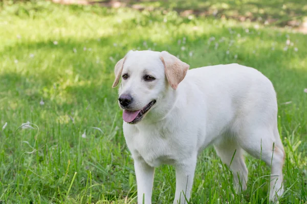Cue labrador retriever cachorro está de pie sobre una hierba verde. Animales de compañía . — Foto de Stock