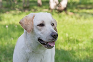Labrador retriever köpek portresi yeşil bir çim üzerinde duruyor. Evcil hayvanlar.