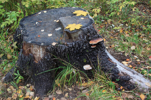 Two parasitic fungus are growing on a old stump. Yellow maple leaves. Seasons of the year.
