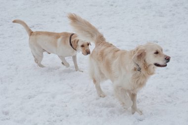 Sevimli altın retriever ve labrador retriever beyaz kar üzerinde oynuyor. Evcil hayvanlar.