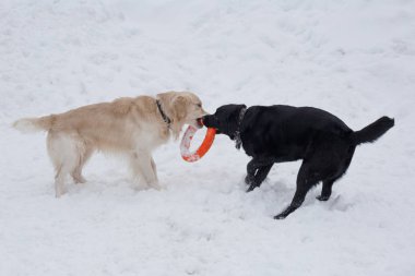 Sevimli altın retriever ve labrador retriever beyaz kar onun oyuncak ile oynuyor.