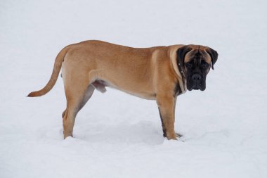Sevimli bullmastiff köpek yavrusu beyaz kar üzerinde duruyor. Evcil hayvanlar.