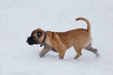 Sevimli bullmastiff köpek yavrusu beyaz bir kar üzerinde yürüyor. Evcil hayvanlar.