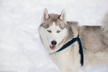 Sevimli Sibirya husky beyaz kar üzerinde duruyor. Evcil hayvanlar.