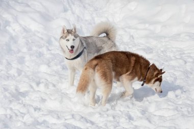 İki Sibirya husky parkta beyaz bir kar üzerinde oynuyor. Evcil hayvanlar.