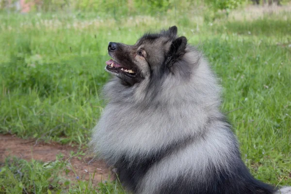 Deutscher Wolfspitz está sentado numa relva verde. Keeshond ou spitz alemão . — Fotografia de Stock