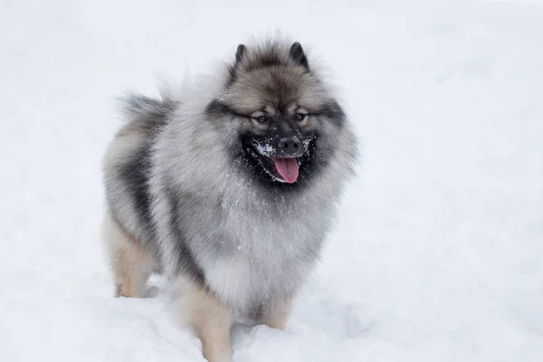 Deutscher Wolfspitz está de pie sobre la nieve blanca. Keeshond o spitz alemán. Perro de raza pura . — Foto de Stock