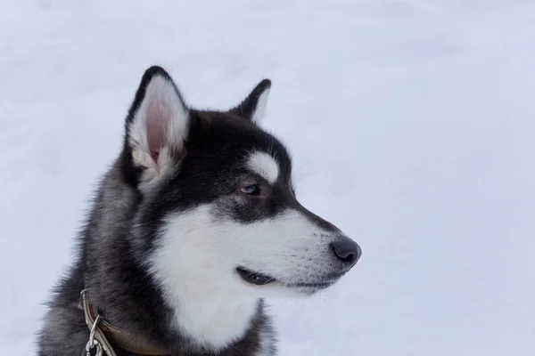 Beyaz kar bir arka plan üzerinde sevimli Sibirya husky. Yakından kapatın. Evcil hayvanlar. — Stok fotoğraf