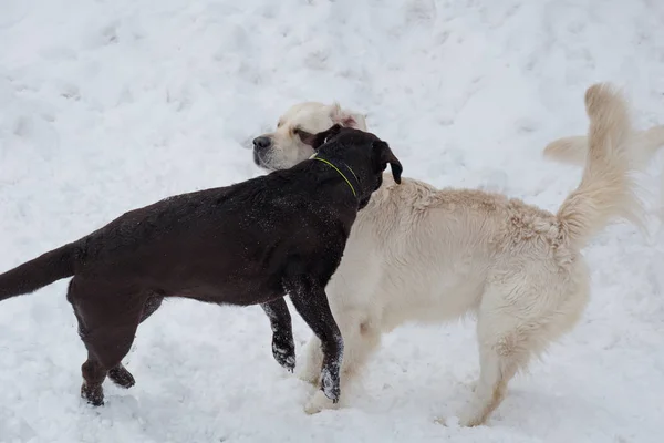 Милый золотистый ретривер и черный лабрадор-ретривер играют на белом снегу. Животные . — стоковое фото