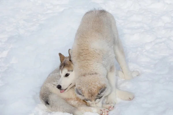 Dwa słodkie syberyjskie Husky szczenięta grają na białym śniegu. Zwierzęta domowe. — Zdjęcie stockowe