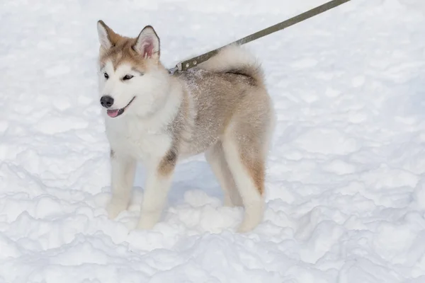 Lindo cachorro husky siberiano está de pie sobre la nieve blanca. Dos meses de edad. Animales de compañía . — Foto de Stock