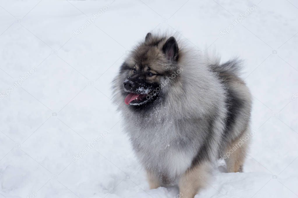 Deutscher wolfspitz is standing on the white snow. Keeshond or german spitz. Pet animals.