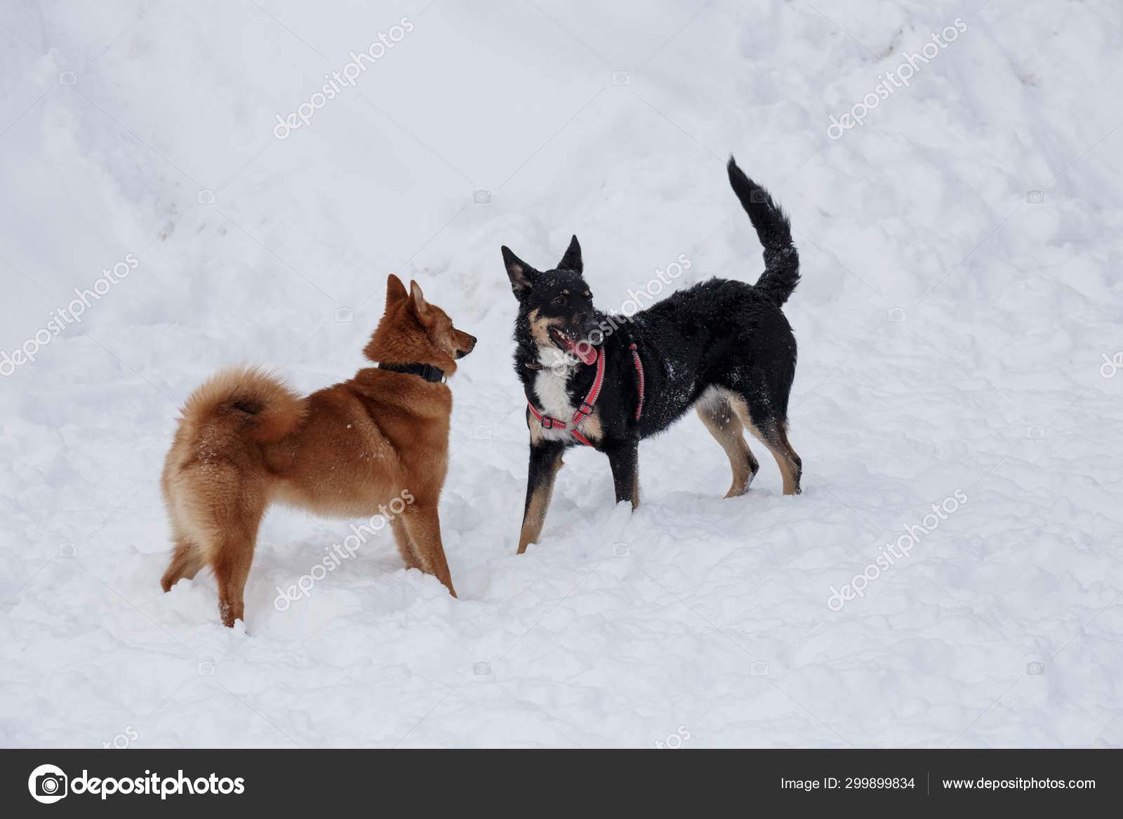 Shiba Ken Stock Photos Royalty Free Shiba Ken Images
