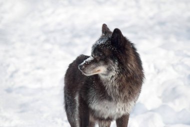Vahşi siyah Kanada kurdu beyaz bir karın üzerinde duruyor. Canis lupus pambasileus.