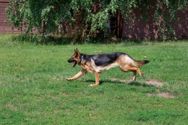 Siyah maskeli sevimli Alman çoban yeşil çim üzerinde çalışıyor. Evcil hayvanlar.
