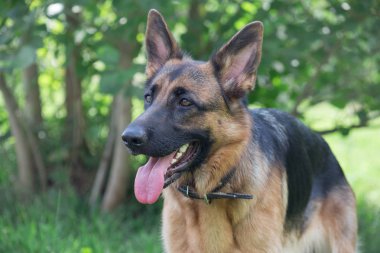 Siyah maskeli sevimli Alman çoban yeşil bir çayır üzerinde duruyor. Evcil hayvanlar.